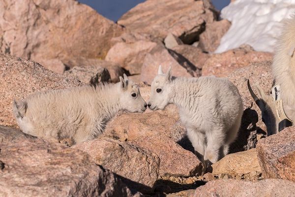 Colorado-Mt Evans Mountain goat kids greeting